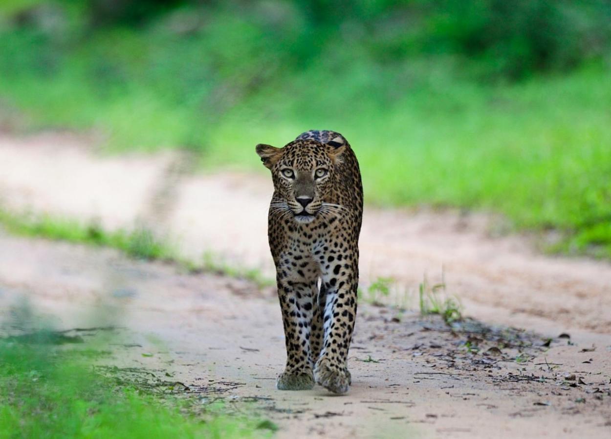 The Backwaters Lodge ウィルパットゥ エクステリア 写真