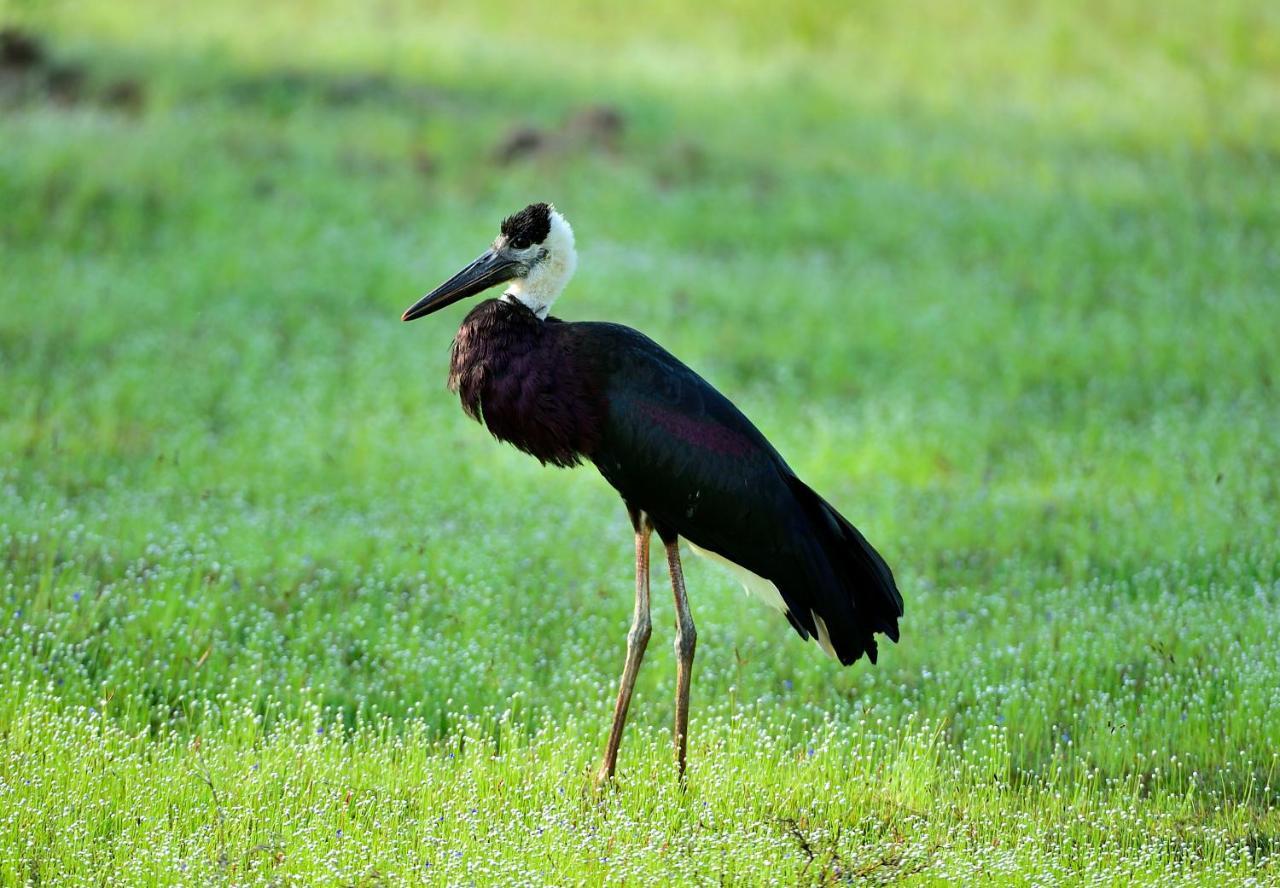 The Backwaters Lodge ウィルパットゥ エクステリア 写真