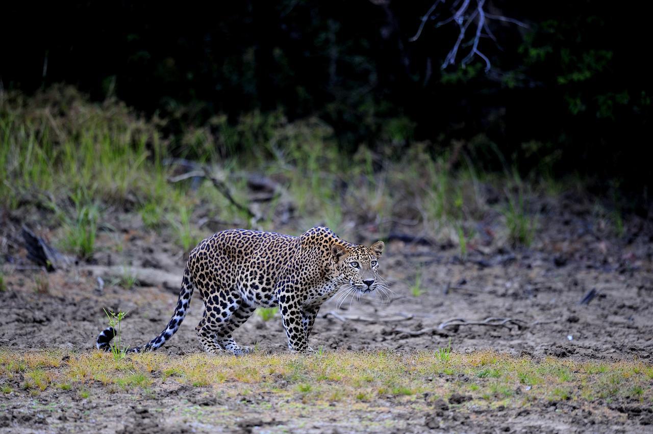 The Backwaters Lodge ウィルパットゥ エクステリア 写真